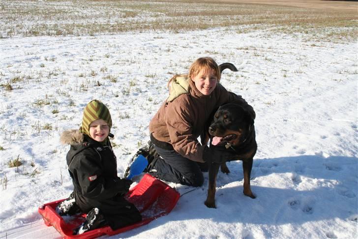 Rottweiler Febæks Zorro R.I.P - Feb.2009 - Finn Samson & Melissa billede 14