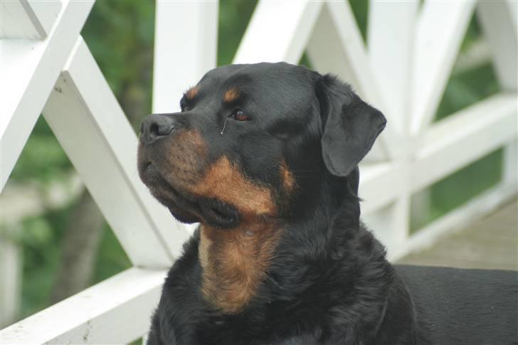 Rottweiler Febæks Zorro R.I.P - 1.juni 2010 billede 15