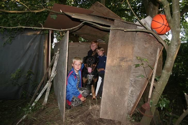 Rottweiler Febæks Zorro R.I.P - 1. aug. 2009 - Byggede hule med børnene:-)) billede 16