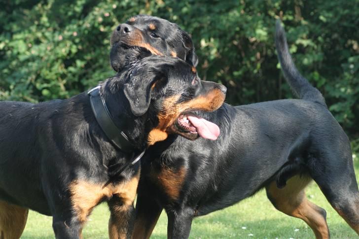 Rottweiler Febæks Zorro R.I.P - Elvis & Samson leger 2006 billede 17