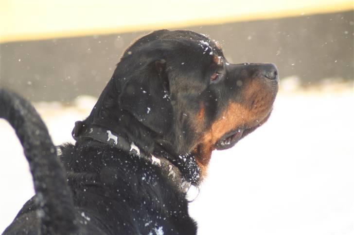 Rottweiler Febæks Zorro R.I.P - Dec. 2005 billede 19