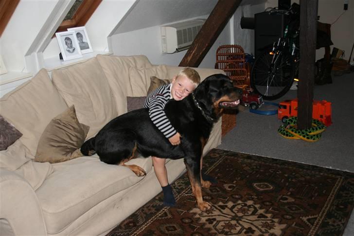 Rottweiler Febæks Zorro R.I.P - Okt. 2008 Samson & Finn billede 20