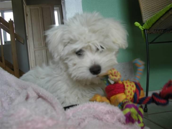 Coton de tulear Solsikkens coton Windi billede 14