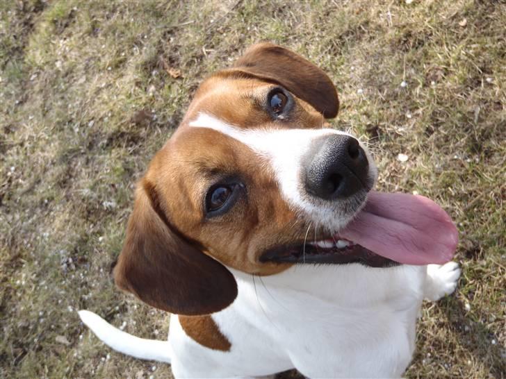 Dansk svensk gaardhund Oscar billede 1