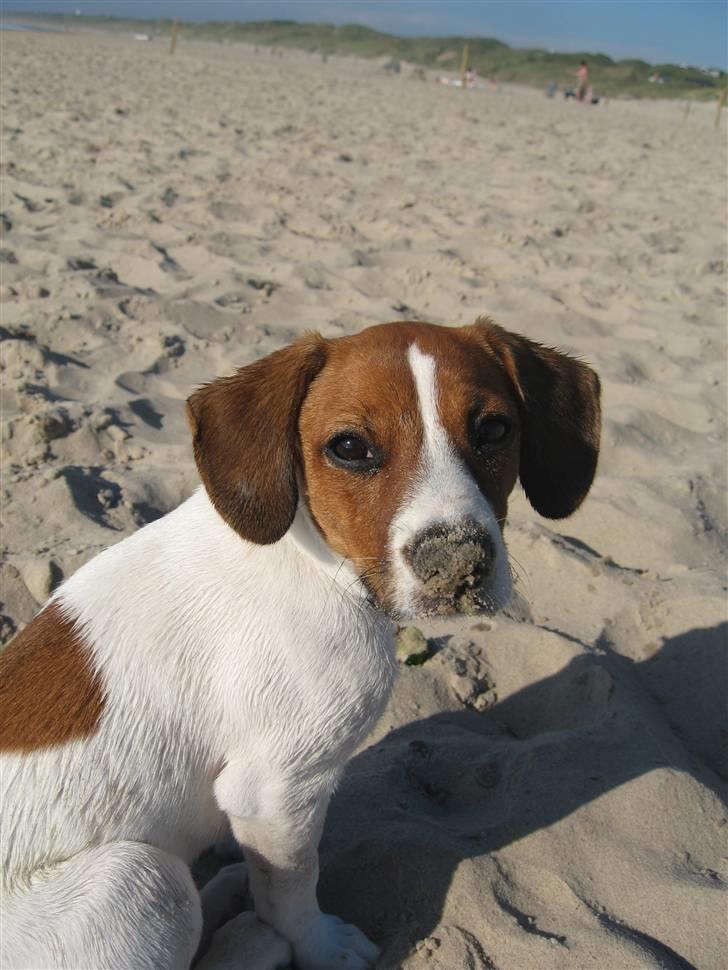 Dansk svensk gaardhund Oscar billede 2