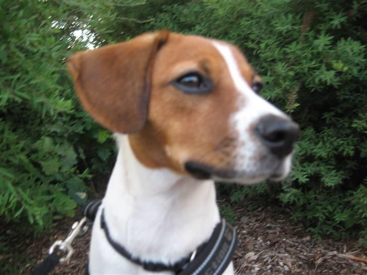 Dansk svensk gaardhund Oscar billede 3