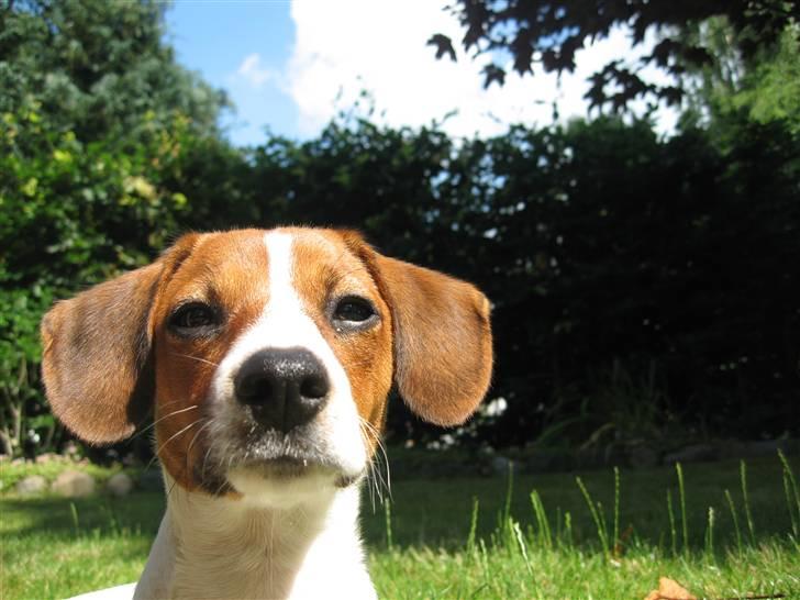 Dansk svensk gaardhund Oscar billede 4