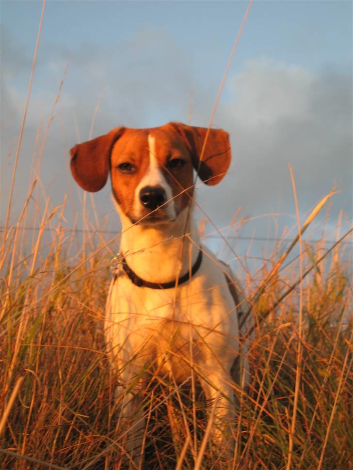 Dansk svensk gaardhund Oscar billede 5