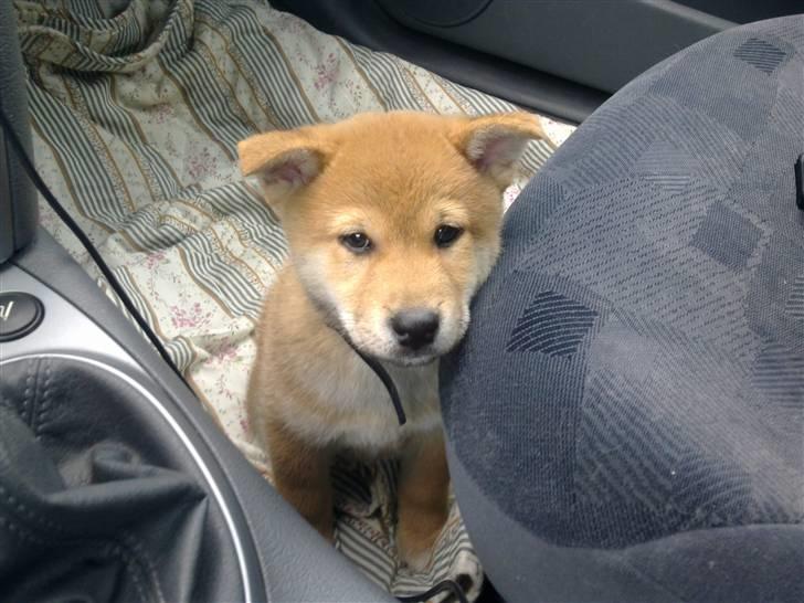 Shiba Heok's Ryuu kaldes Taiko - 8 uger :) billede 1