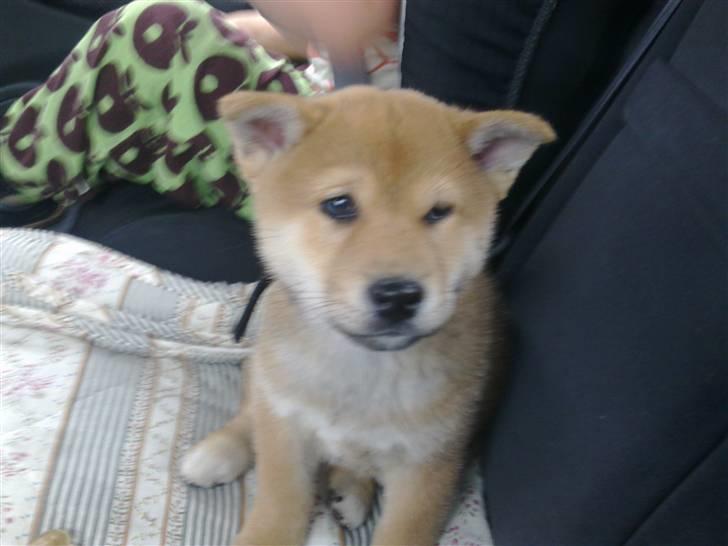 Shiba Heok's Ryuu kaldes Taiko - 8 uger :) billede 2