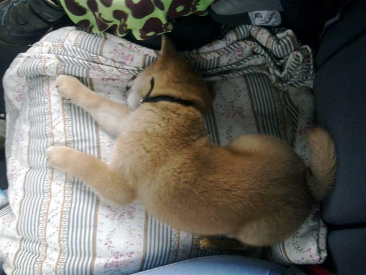 Shiba Heok's Ryuu kaldes Taiko - 8 uger :) billede 3