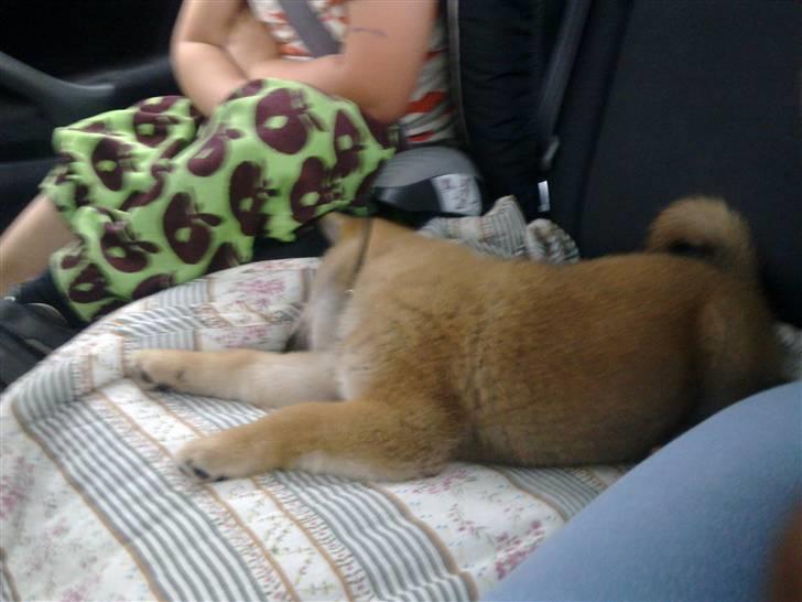 Shiba Heok's Ryuu kaldes Taiko - 8 uger :) billede 4