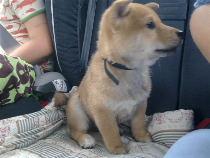 Shiba Heok's Ryuu kaldes Taiko - 8 uger :) billede 5