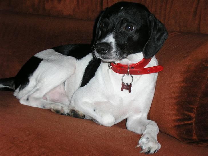 Dansk svensk gaardhund Dixie R.I.P 2010 billede 1