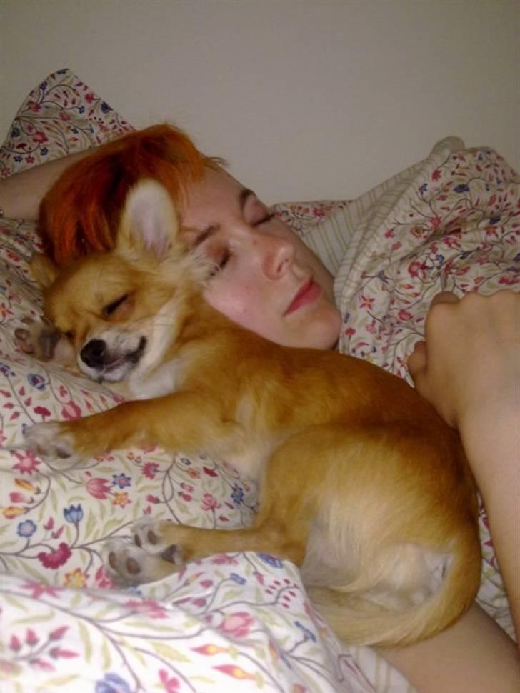 Chihuahua Valentino - Snooze-fest med min moar billede 4