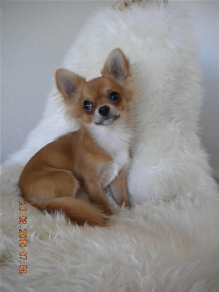 Chihuahua Valentino - Posing pooch  billede 2