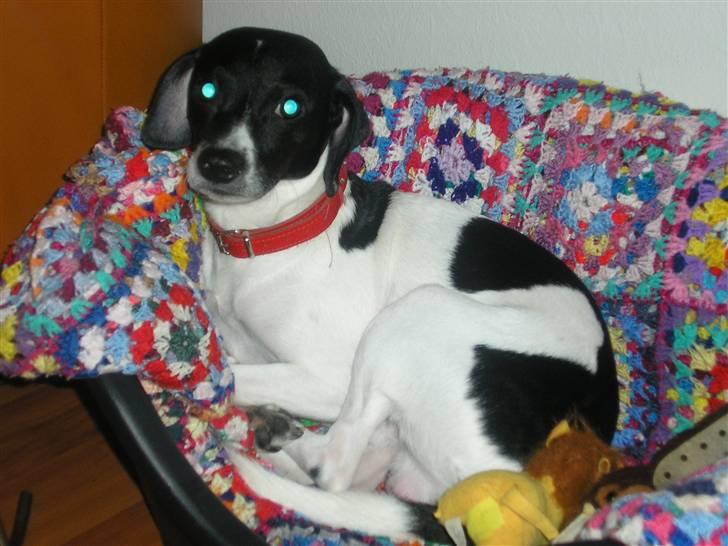 Dansk svensk gaardhund Dixie R.I.P 2010 billede 2