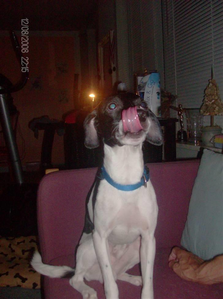 Dansk svensk gaardhund Dixie R.I.P 2010 billede 3