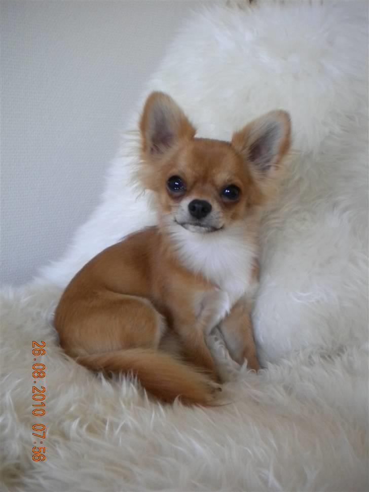 Chihuahua Valentino - Storcharmøren in action <3 billede 1