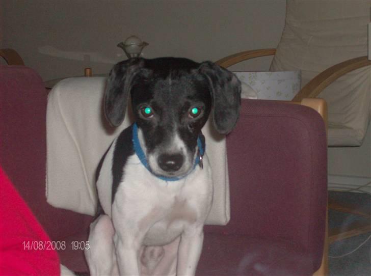 Dansk svensk gaardhund Dixie R.I.P 2010 billede 4