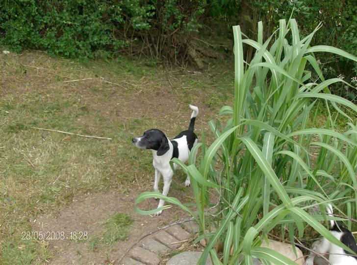 Dansk svensk gaardhund Dixie R.I.P 2010 billede 5