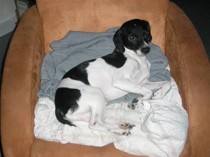 Dansk svensk gaardhund Dixie R.I.P 2010 billede 6