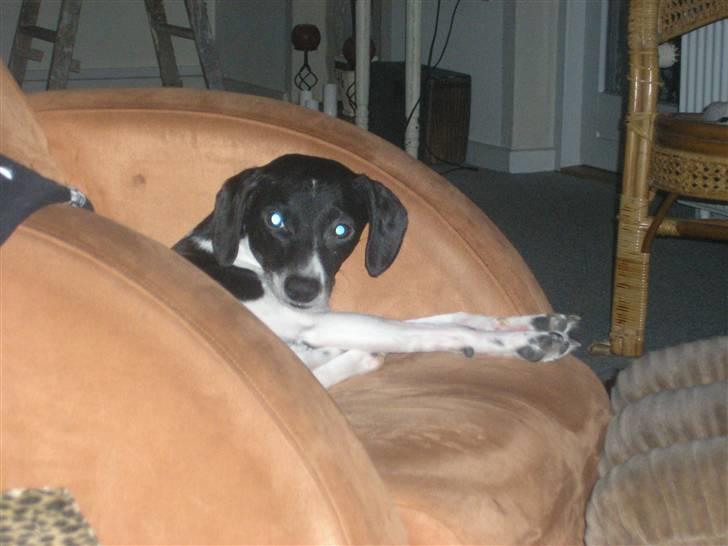 Dansk svensk gaardhund Dixie R.I.P 2010 billede 7