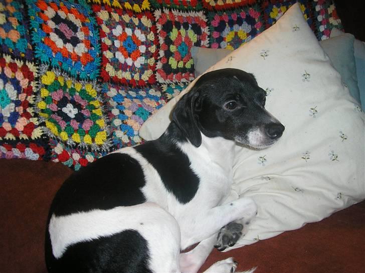 Dansk svensk gaardhund Dixie R.I.P 2010 billede 8