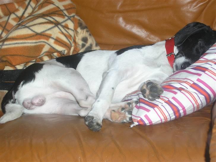 Dansk svensk gaardhund Dixie R.I.P 2010 billede 9