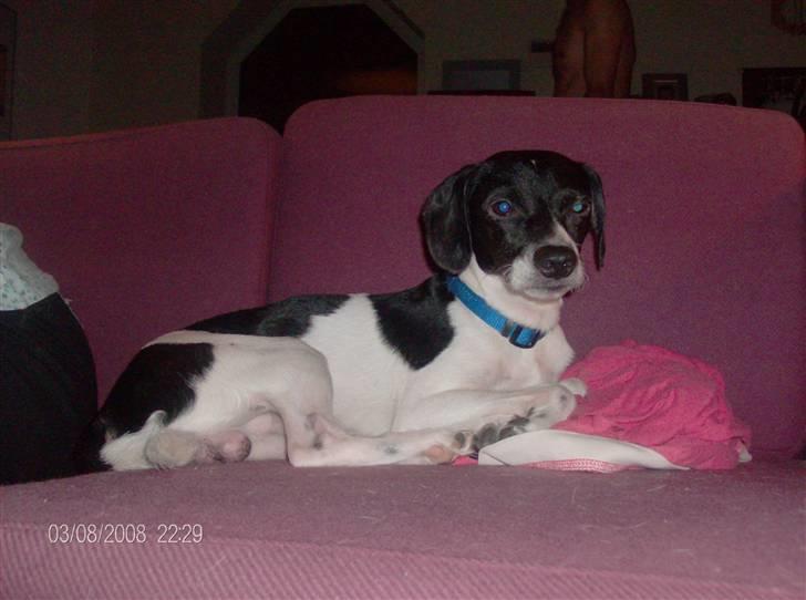 Dansk svensk gaardhund Dixie R.I.P 2010 billede 10