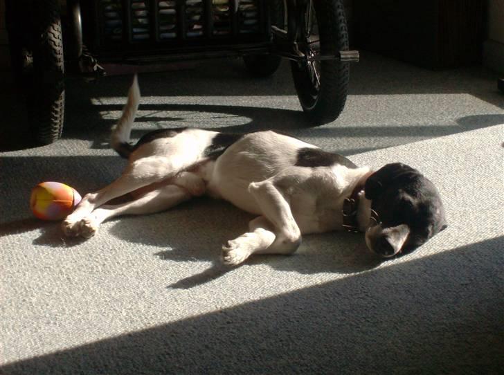 Dansk svensk gaardhund Dixie R.I.P 2010 billede 11