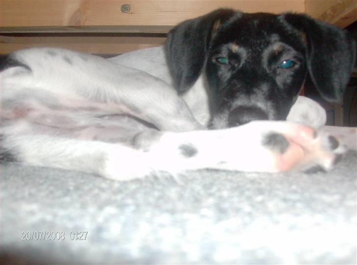 Dansk svensk gaardhund Mille billede 1