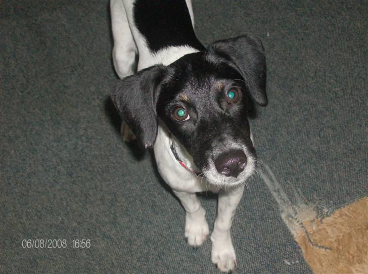 Dansk svensk gaardhund Mille billede 2