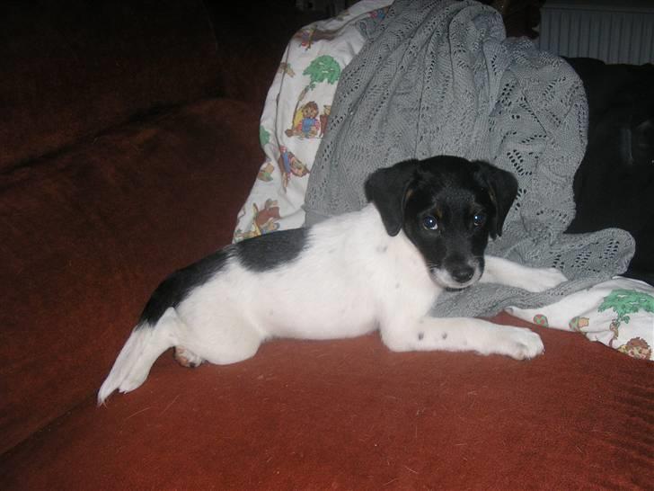 Dansk svensk gaardhund Mille billede 3