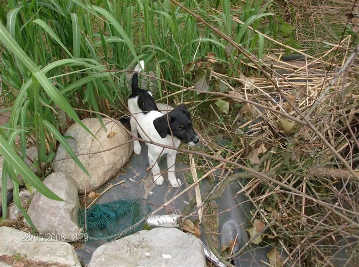 Dansk svensk gaardhund Mille billede 4