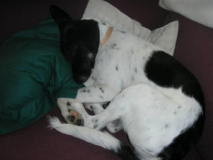 Dansk svensk gaardhund Mille billede 5