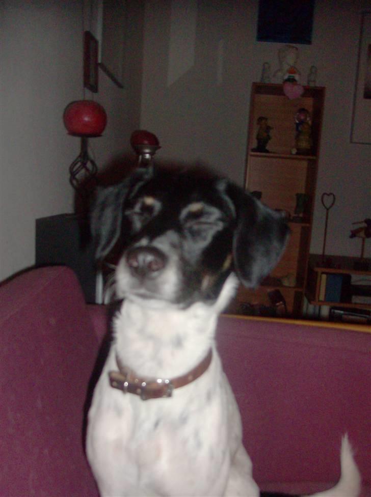 Dansk svensk gaardhund Mille billede 6