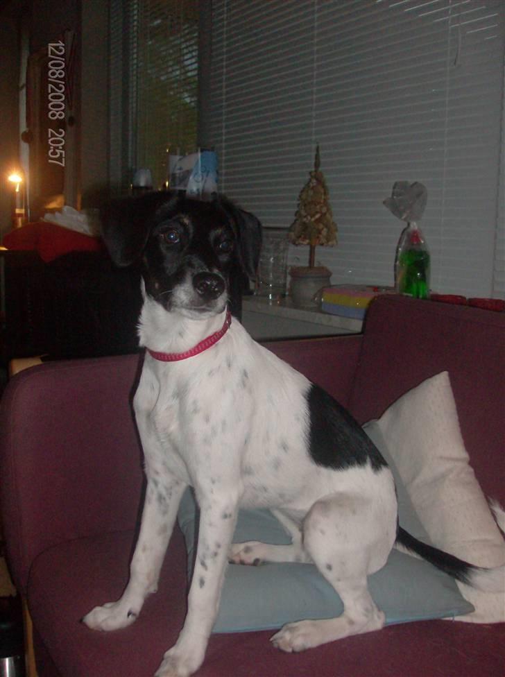 Dansk svensk gaardhund Mille billede 7