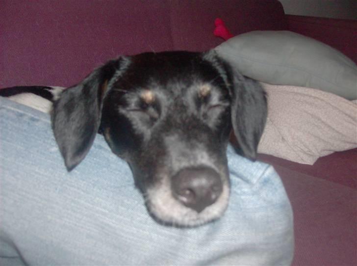 Dansk svensk gaardhund Mille billede 8