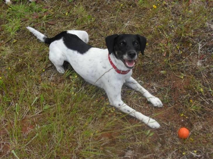 Dansk svensk gaardhund Mille billede 9