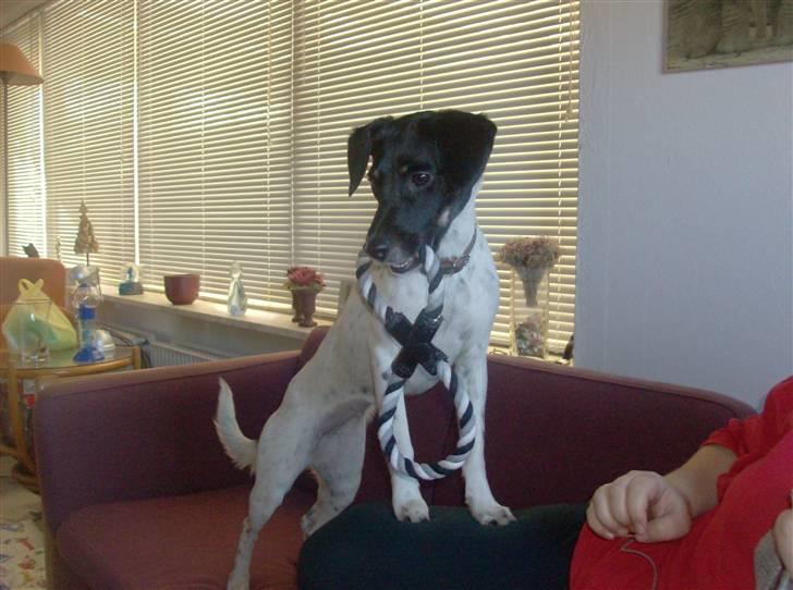 Dansk svensk gaardhund Mille billede 10