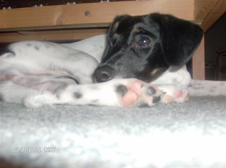 Dansk svensk gaardhund Mille billede 11