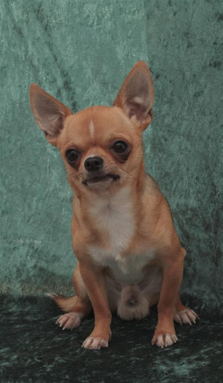 Chihuahua Itschy vom Hochmoor - Taget af Karins-fofo d. 26/8-2010 billede 9