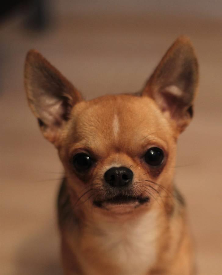 Chihuahua Itschy vom Hochmoor billede 10