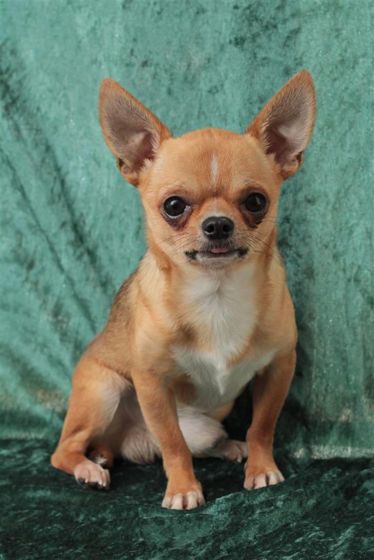 Chihuahua Itschy vom Hochmoor - Taget af Karins-fofo d. 26/8-2010 billede 11