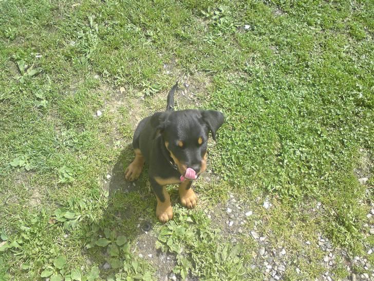 Rottweiler *Daisy billede 7