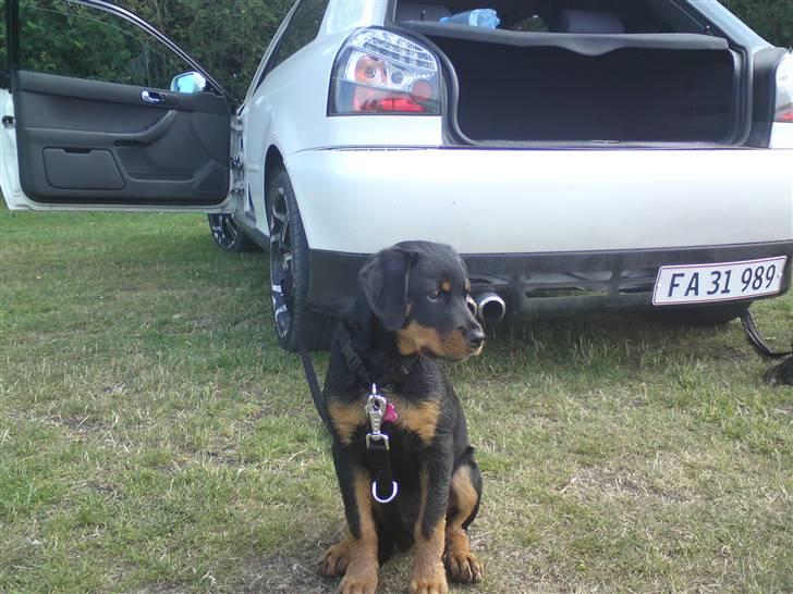 Rottweiler *Daisy billede 8
