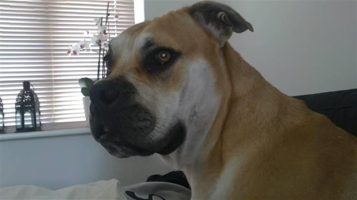 Mallorca Mastiff / Ca de Bou Aya billede 6