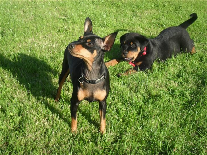 Dvaergpinscher chikita billede 6