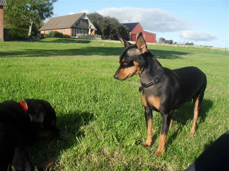 Dvaergpinscher chikita billede 7